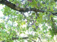 jura_le_20_083
